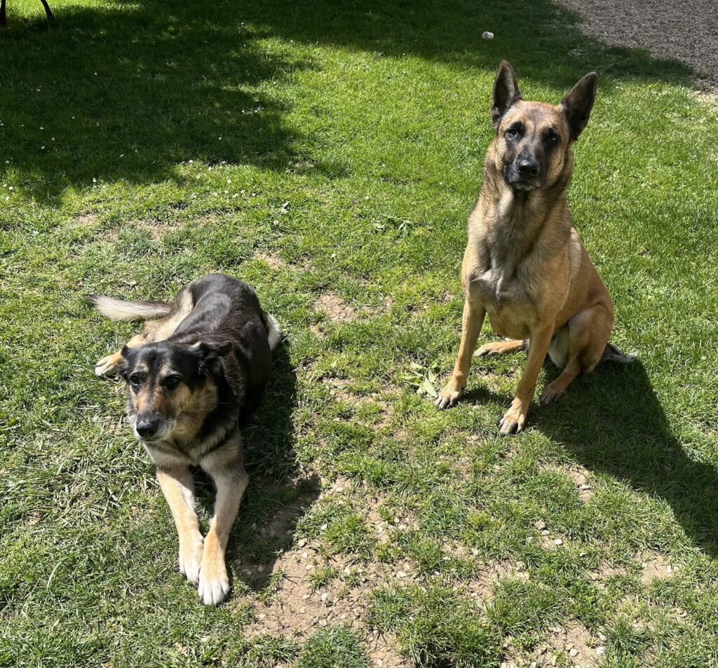 Bambou et Themis